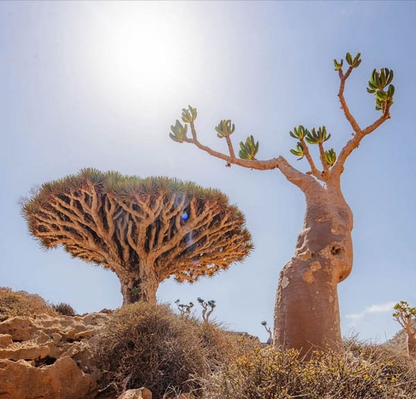 Dragon Blood Tree and Socotra Desert Rose