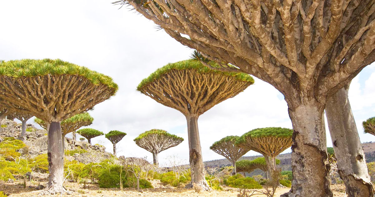 Photo from the Wild Socotra Tours website