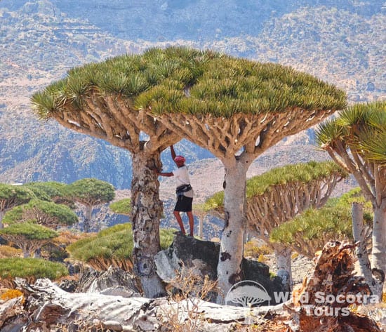 Socotra Tour