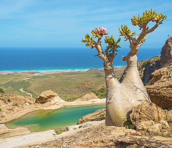 Socotra Desert Rose